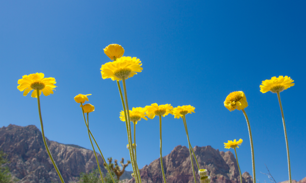 Yellow flowers blooming with mountains in the background